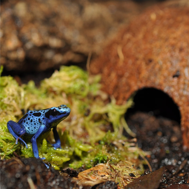 Habistat Cocosnoot Grot Gifkikker