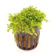 Hemianthus Callitrichoides Cuba