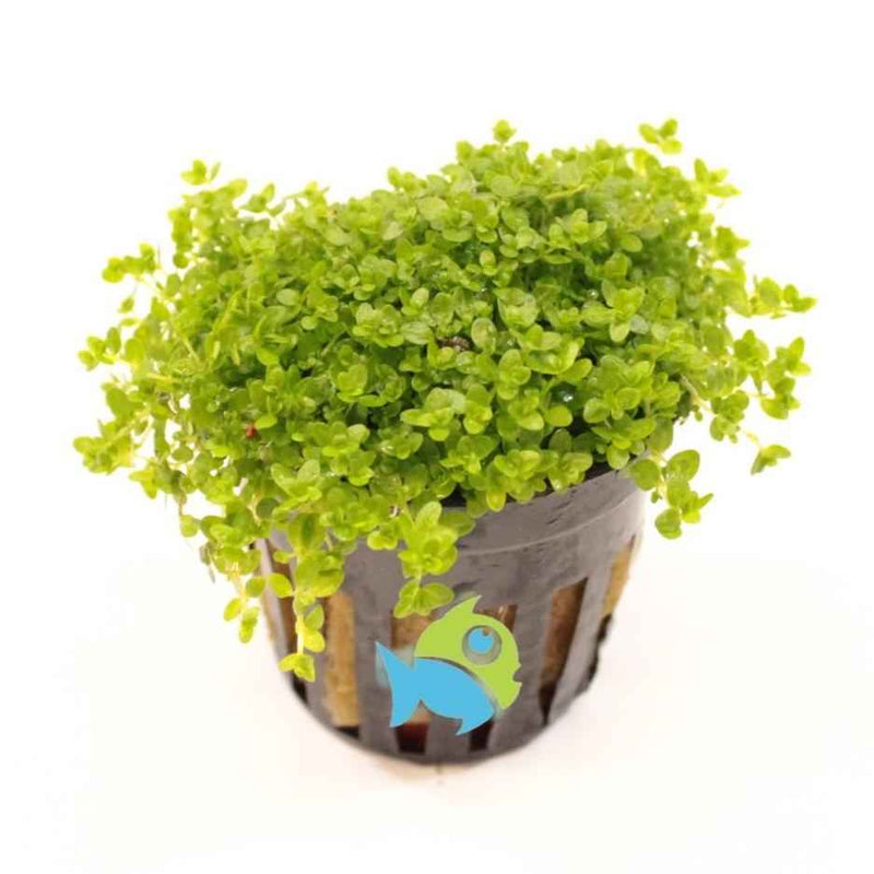 Hemianthus Callitrichoides Cuba