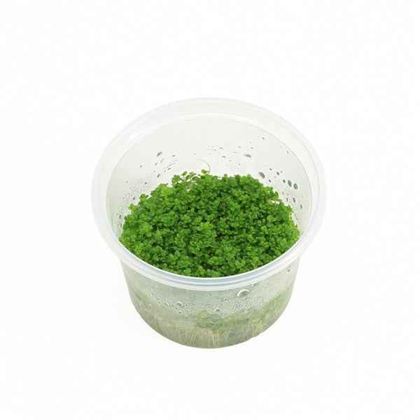 Hemianthus Callitrichoides - In Vitro