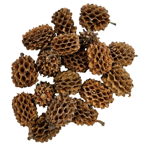 Hobby Casuarina Cones 25x