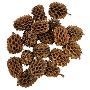 Hobby Casuarina Cones 25x