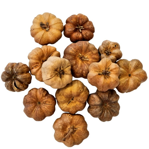 Hobby Cucurbita 25x