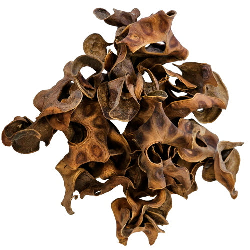 Hobby Jungle Star Flower 25x