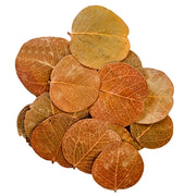 Hobby Orchid Tree Leaves 25x