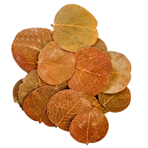 Hobby Orchid Tree Leaves 25x