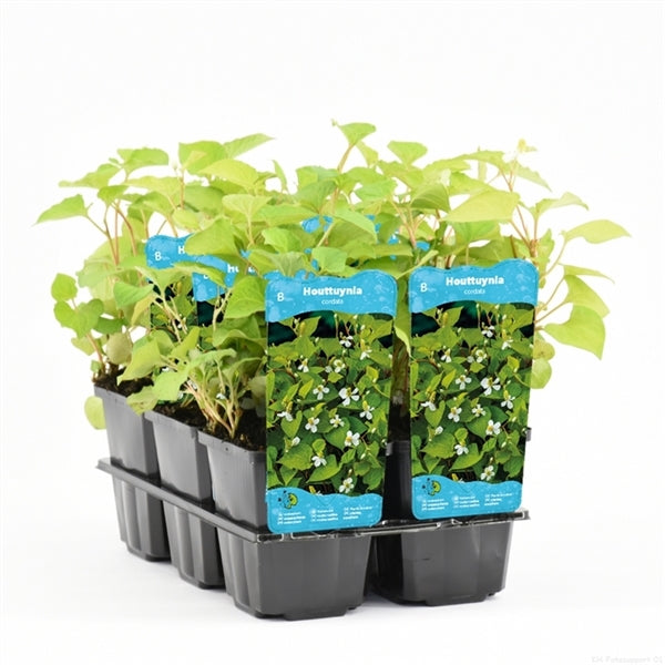 Houttuynia Cordata