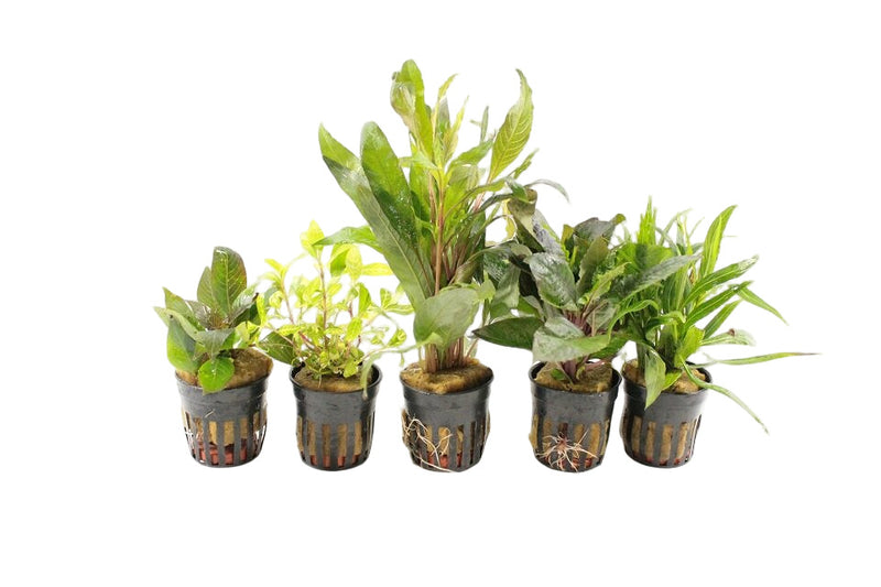 Hygrophila Aquariumplanten Mix - Aquascape - Plantenmix