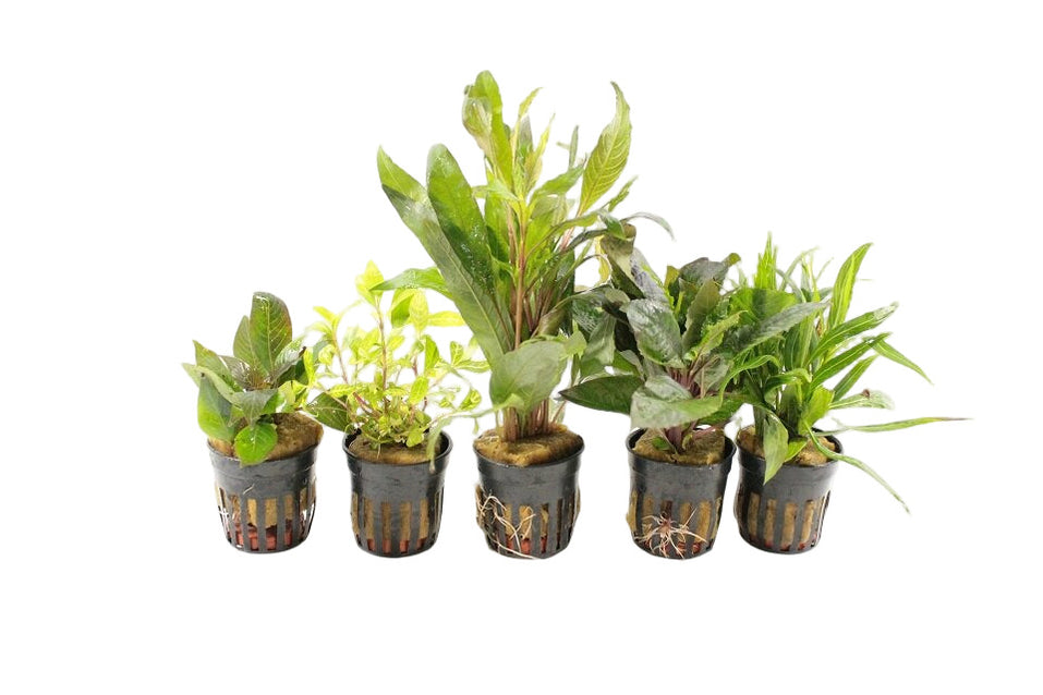 5 vijverplanten voor een goede balans in je vijver - Gardeners World