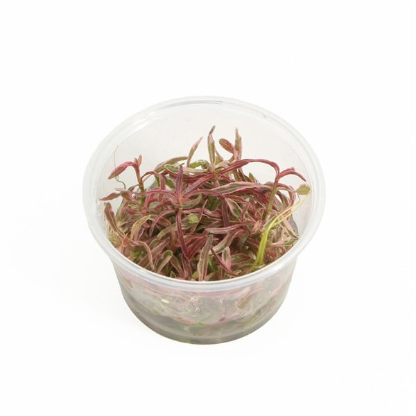 Hygrophila Chai - In Vitro Aquariumplanten - Aquascape
