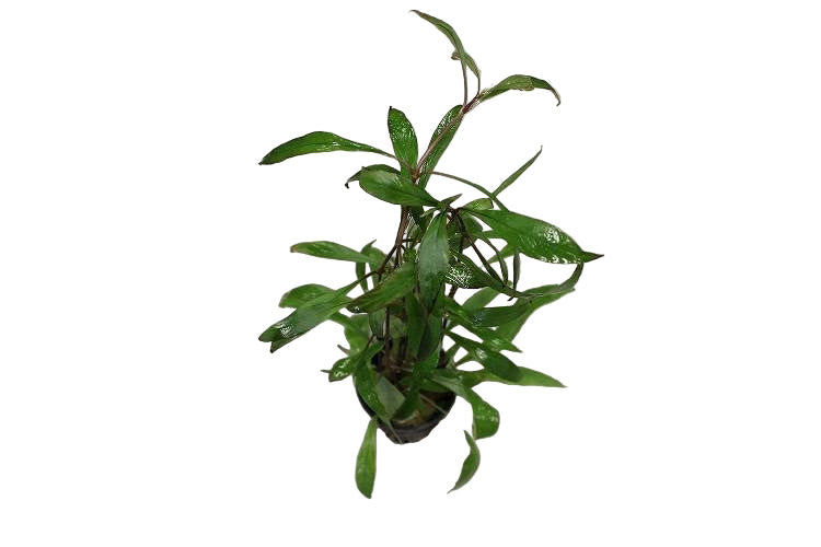Hygrophila Corymbosa 'Angustifolia'