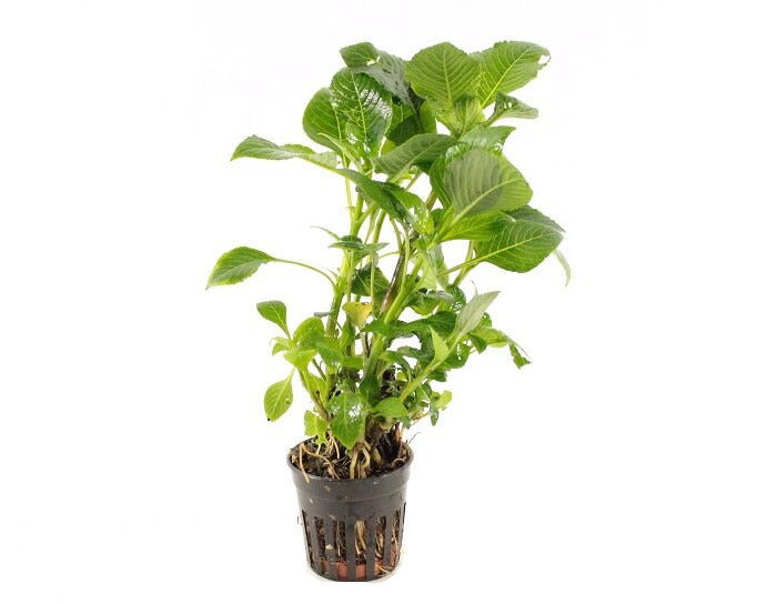 Hygrophila Corymbosa 'Parvifolia Green' - Aquascape - Aquariumplanten