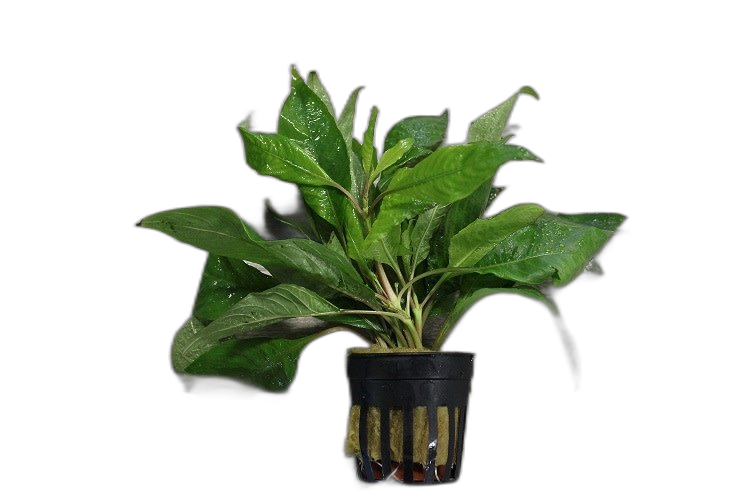 Hygrophila Corymbosa 'Siamensis' - Aquariumplanten - Aquascape