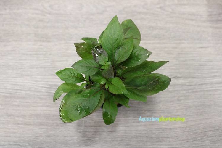 Hygrophila Corymbosa 'Stricta' Aquariumplanten