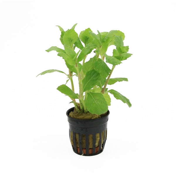 Hygrophila Triflora - Aquascape - Aquariumplanten