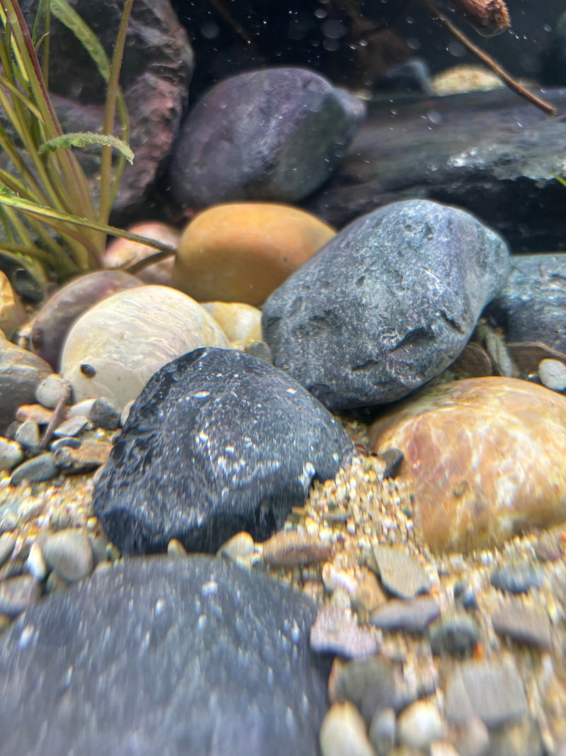 APS Scaping Pebbles Black 1kg