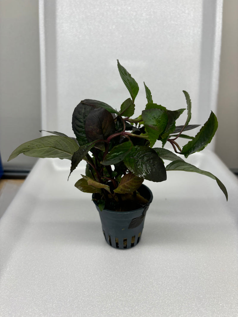 Hygrophila Corymbosa 'Stricta'