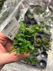 Bucephalandra Green Velvet