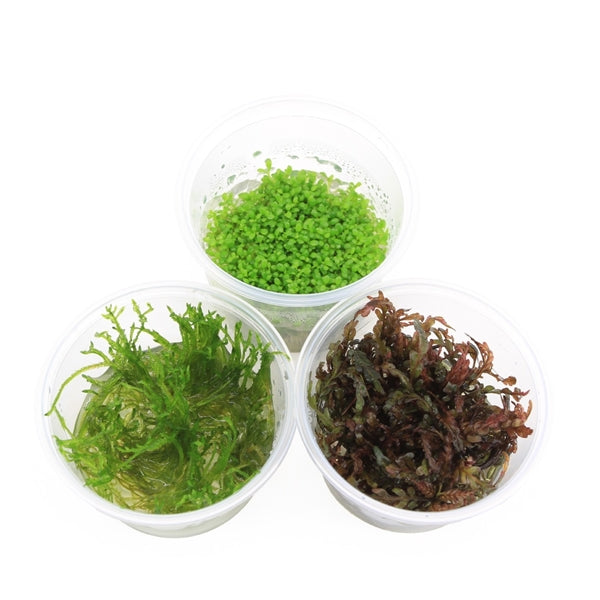 In-Vitro Aquariumplanten Mix - Aquascape - Plantenset
