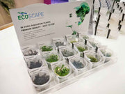 Bucephalandra Maia In Vitro aquariumplant