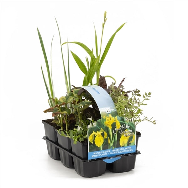 Native plants in six pack