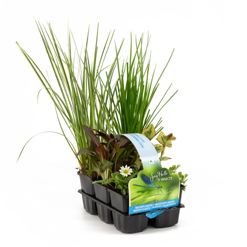 Insect-friendly plants in six-pack