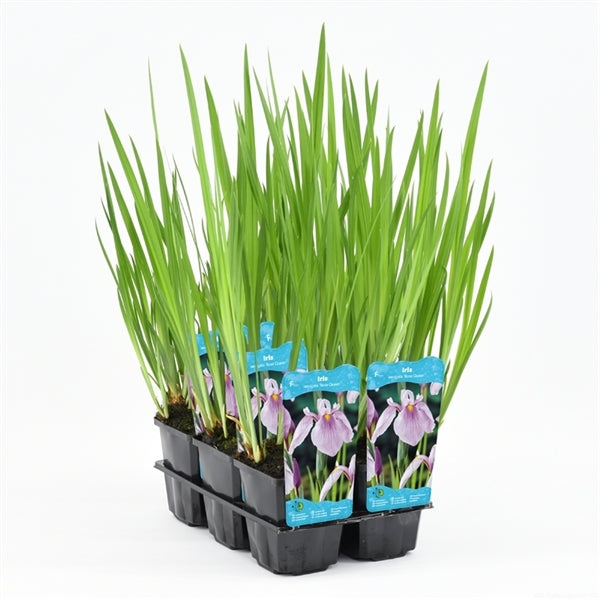 Iris Laevigata Rose Queen