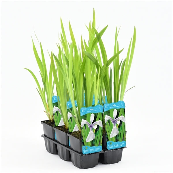 Iris Laevigata Snowdrift