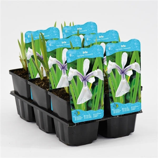 Iris Laevigata Snowdrift