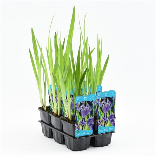 Iris Setosa