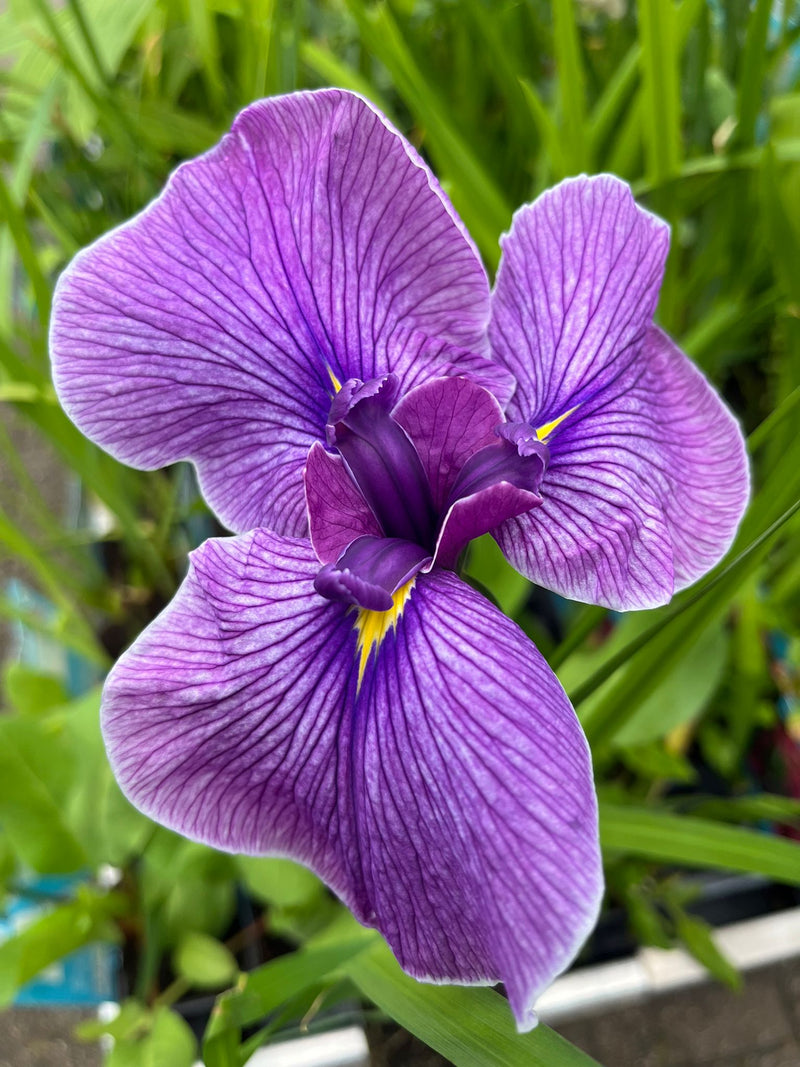 Iris Versicolor