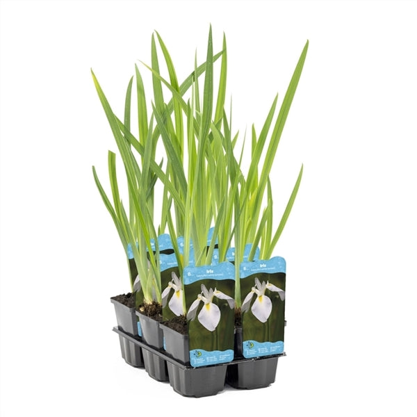 Iris Kaempferi White