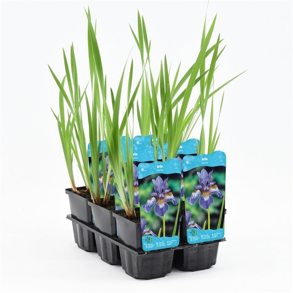 Iris Sibirica