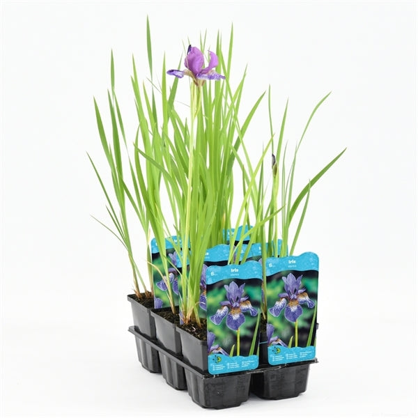 Iris Sibirica