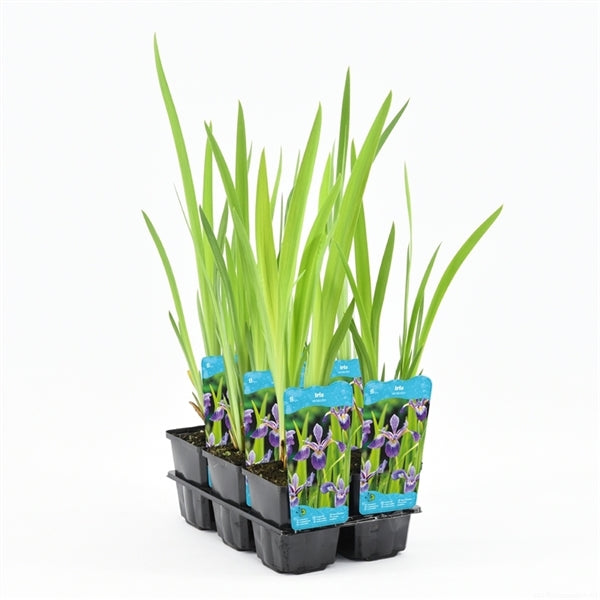 Iris Versicolor