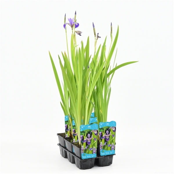 Iris Versicolor