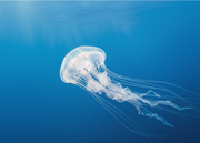 Jellyfish magnet