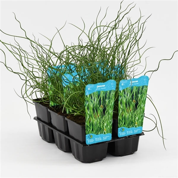 Juncus Effusus Spiralis