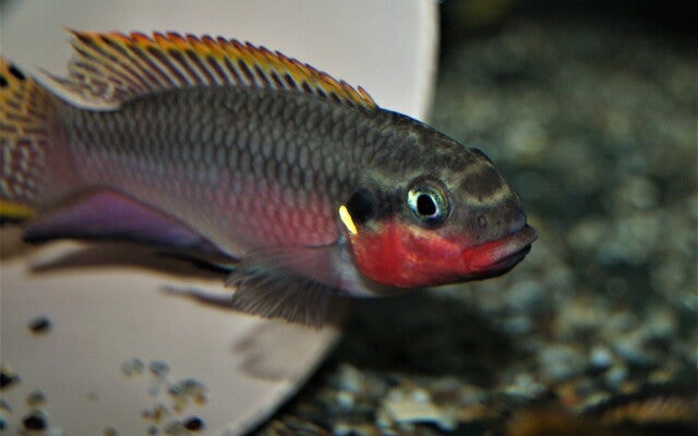 Cherry Belly Cichlid Nigeria Red