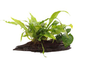 Kienhout Large met 3 planten