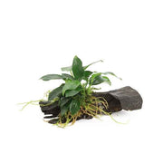 Kienhout Nano met Anubias