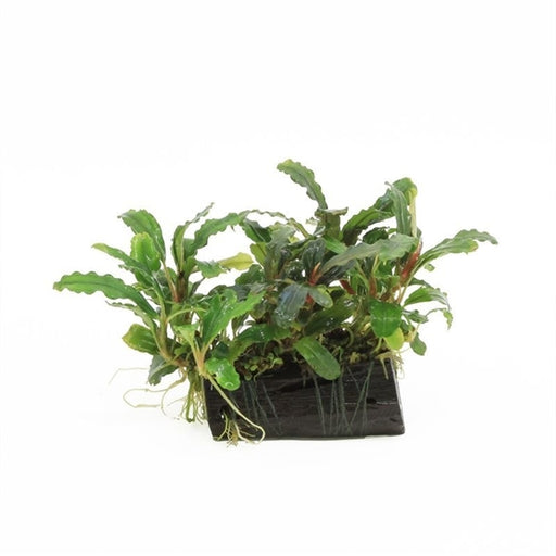 Kienhout Small met Bucephalandra
