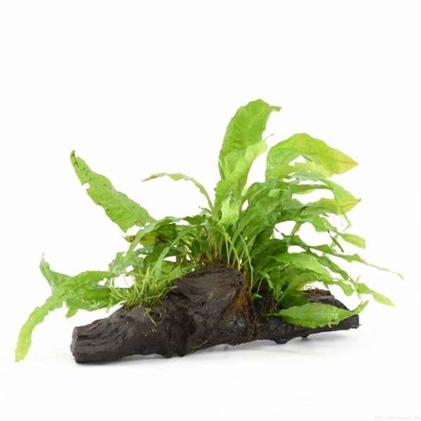 Kienhout Small met Microsorum