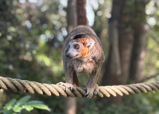 Kroonmaki magneet – Madagaskar Wildlife