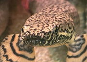 Kwastvinsnoek magneet – Afrikaanse Wildlife