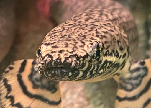 Kwastvinsnoek magneet – Afrikaanse Wildlife