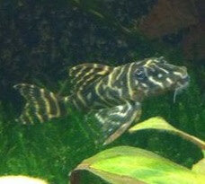L129 - Hypancistrus Debilittera