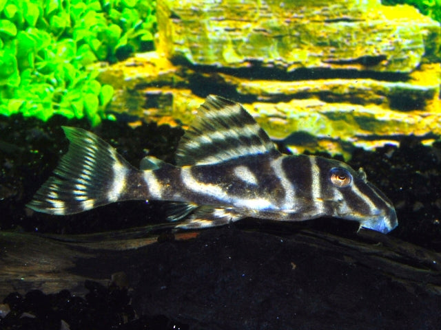 L129 - Hypancistrus Debilittera