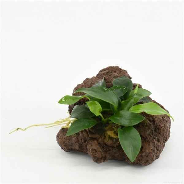 Lavasteen met Anubias