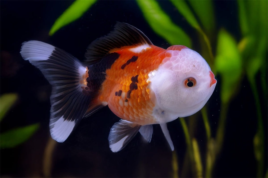 Leeuwenkop Tricolor 5/6 cm